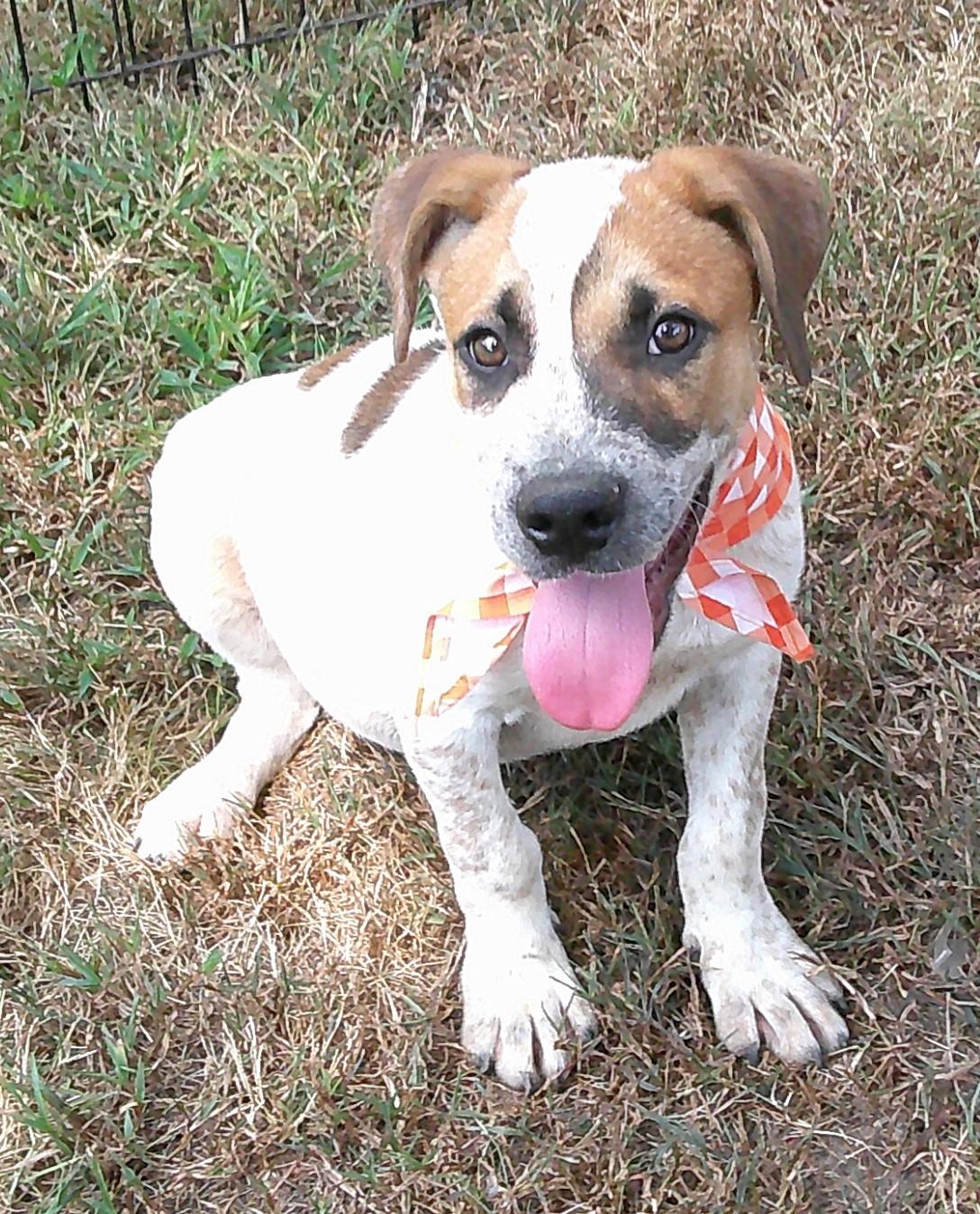 Enlarge Gavin, a Adoptable mixed breed in Watertown, CT image 3/5