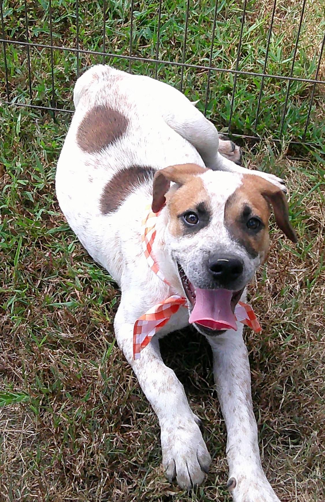 Enlarge Gavin, a Adoptable mixed breed in Watertown, CT image 4/5