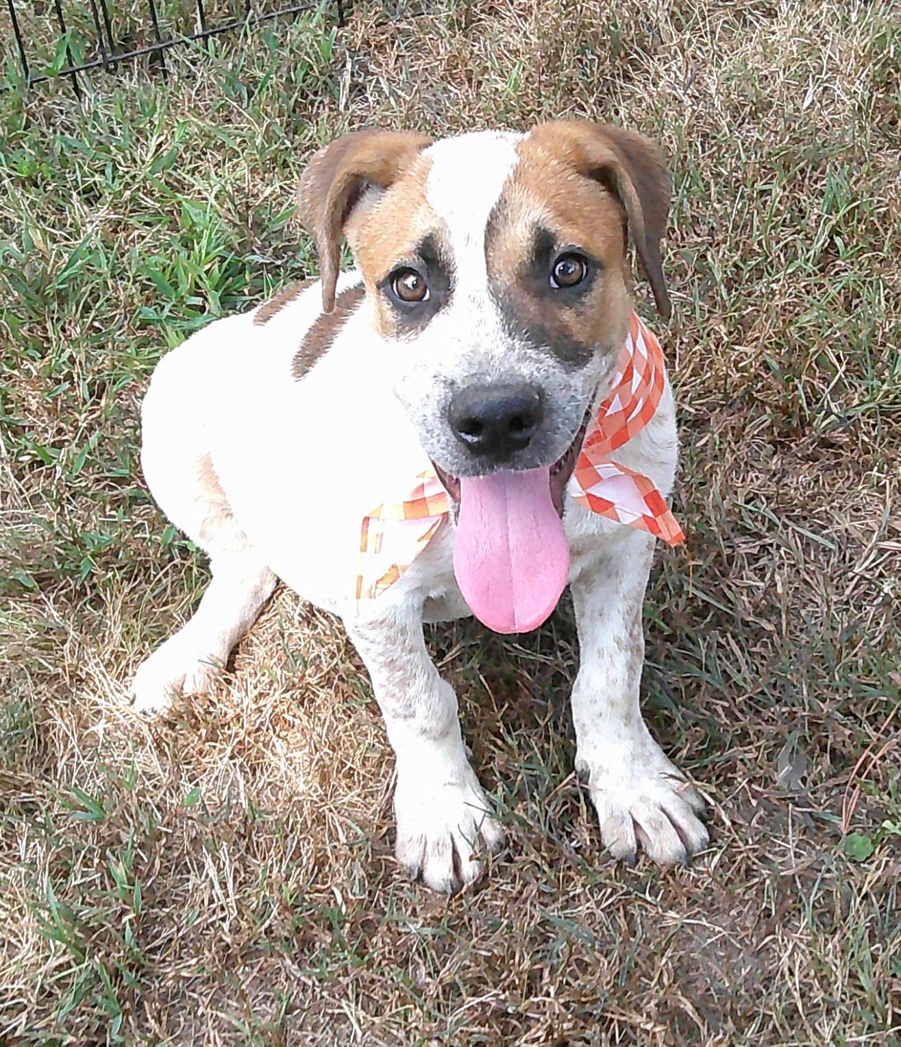 Enlarge Gavin, a Adoptable mixed breed in Watertown, CT image 5/5