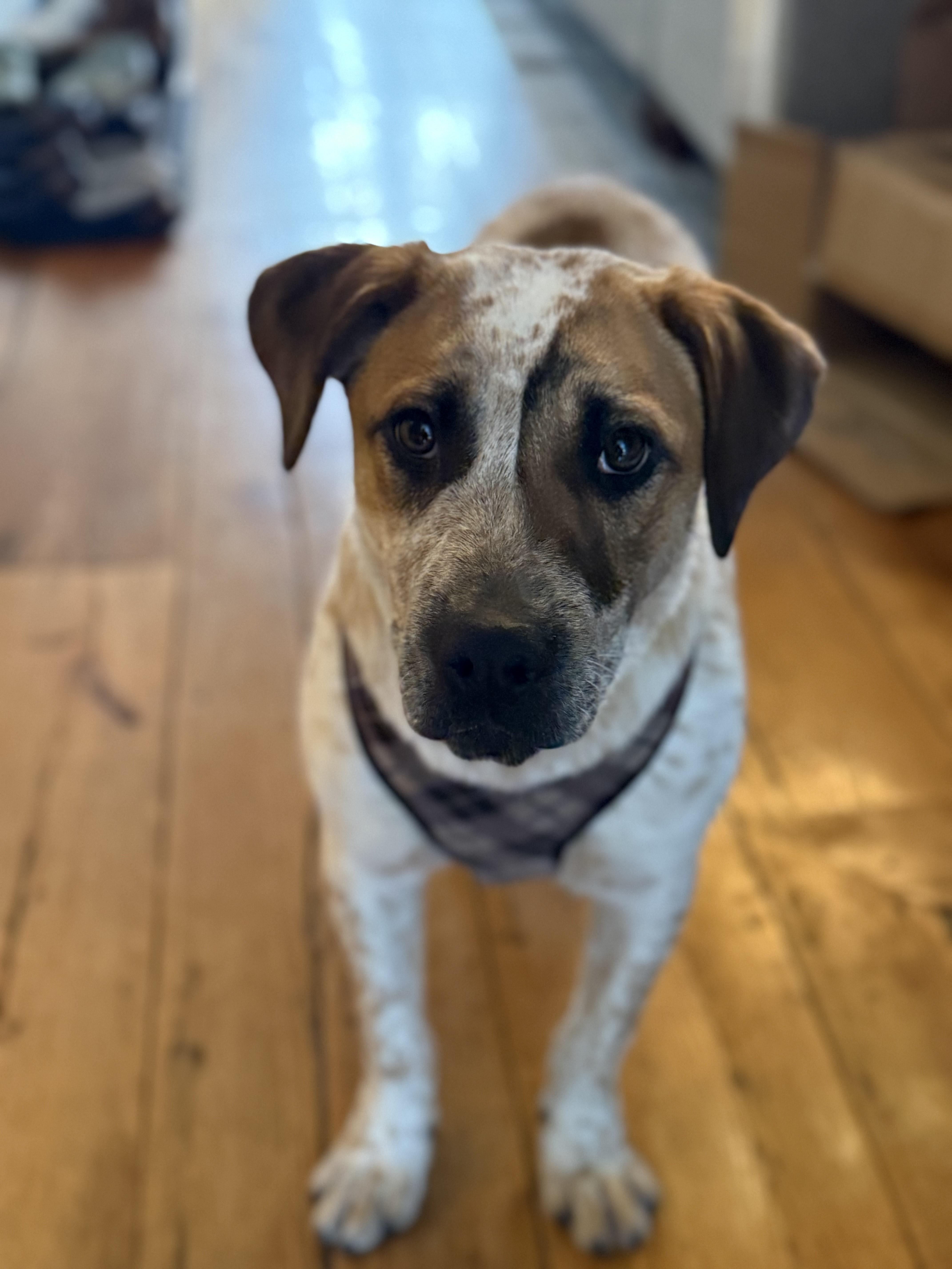 Gavin, Adoptable, Puppy Male Australian Cattle Dog / Blue Heeler & Australian Shepherd.