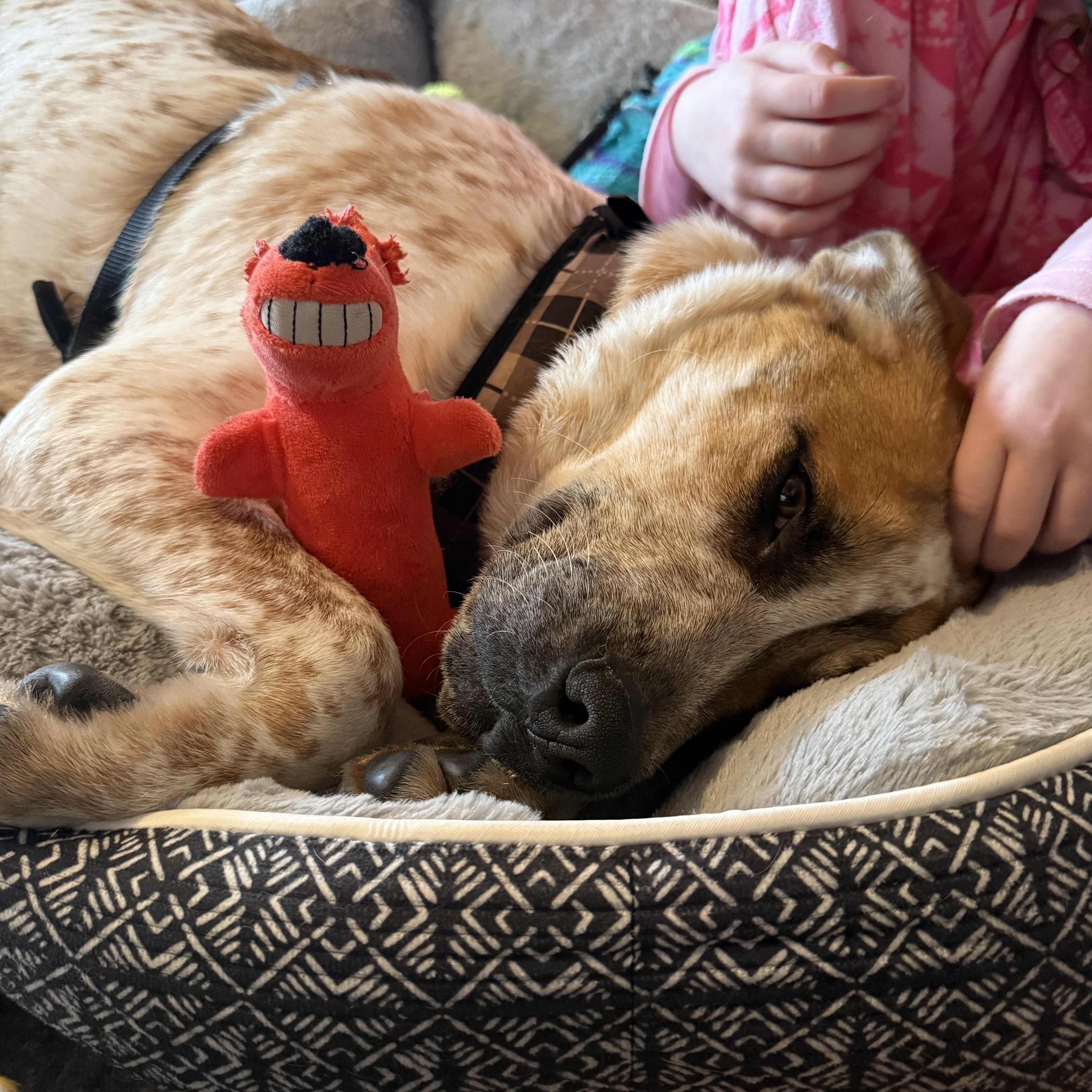 Enlarge Gavin, a Adoptable mixed breed in Watertown, CT image 3/3