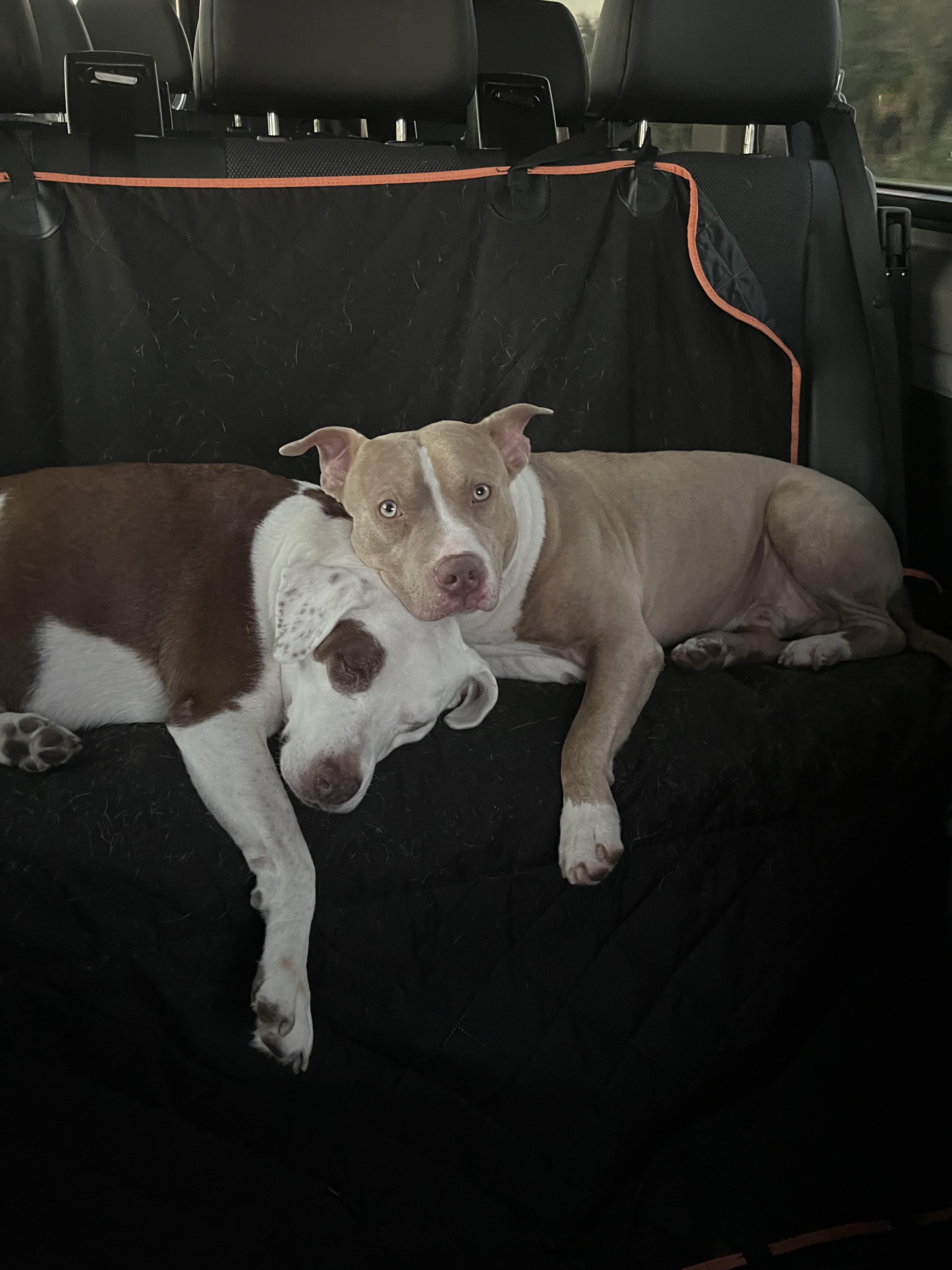 Toby, an adopted mixed breed in Coral gables, FL image 6/6