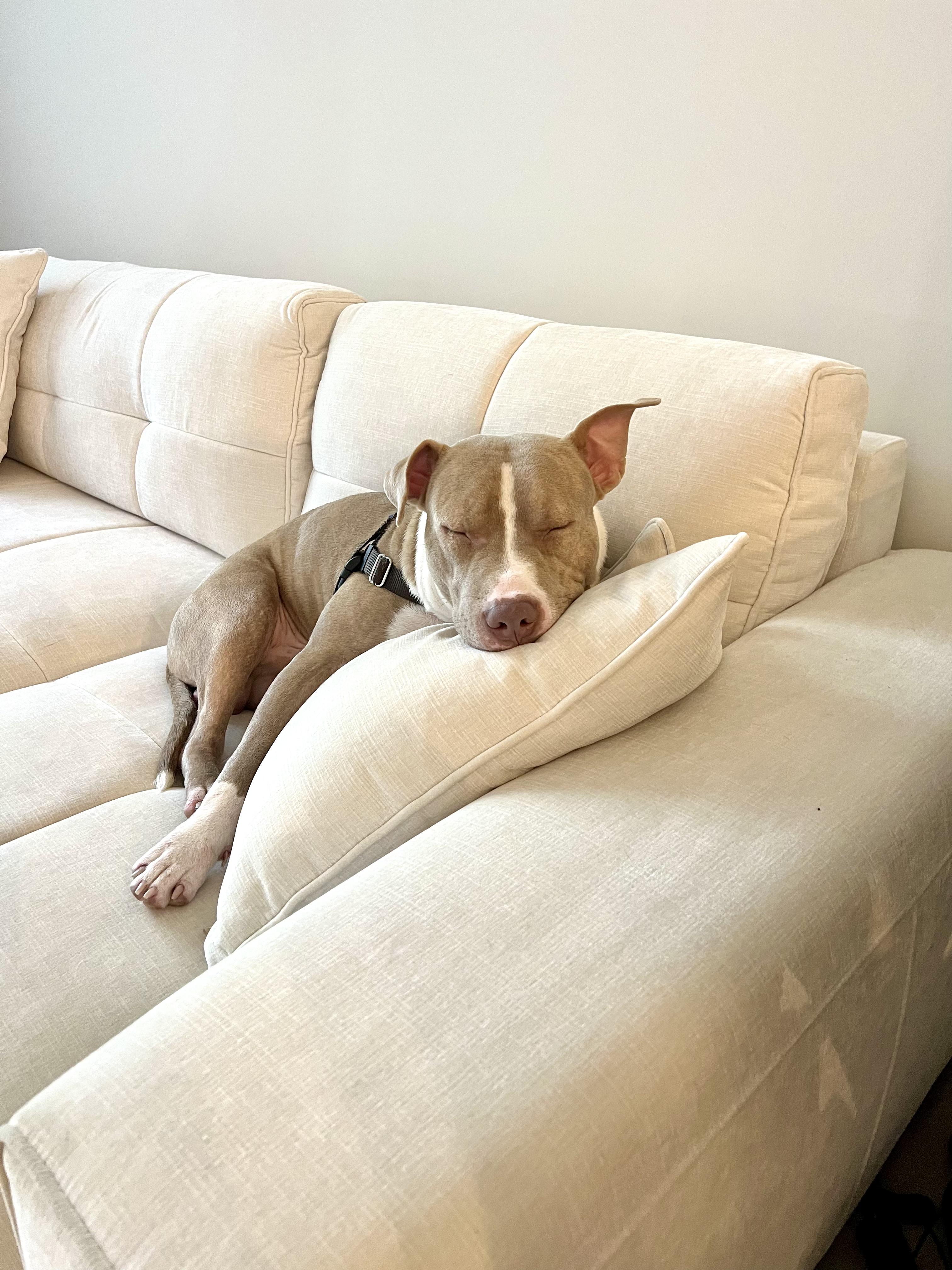 Toby, an adopted mixed breed in Coral gables, FL image 4/6