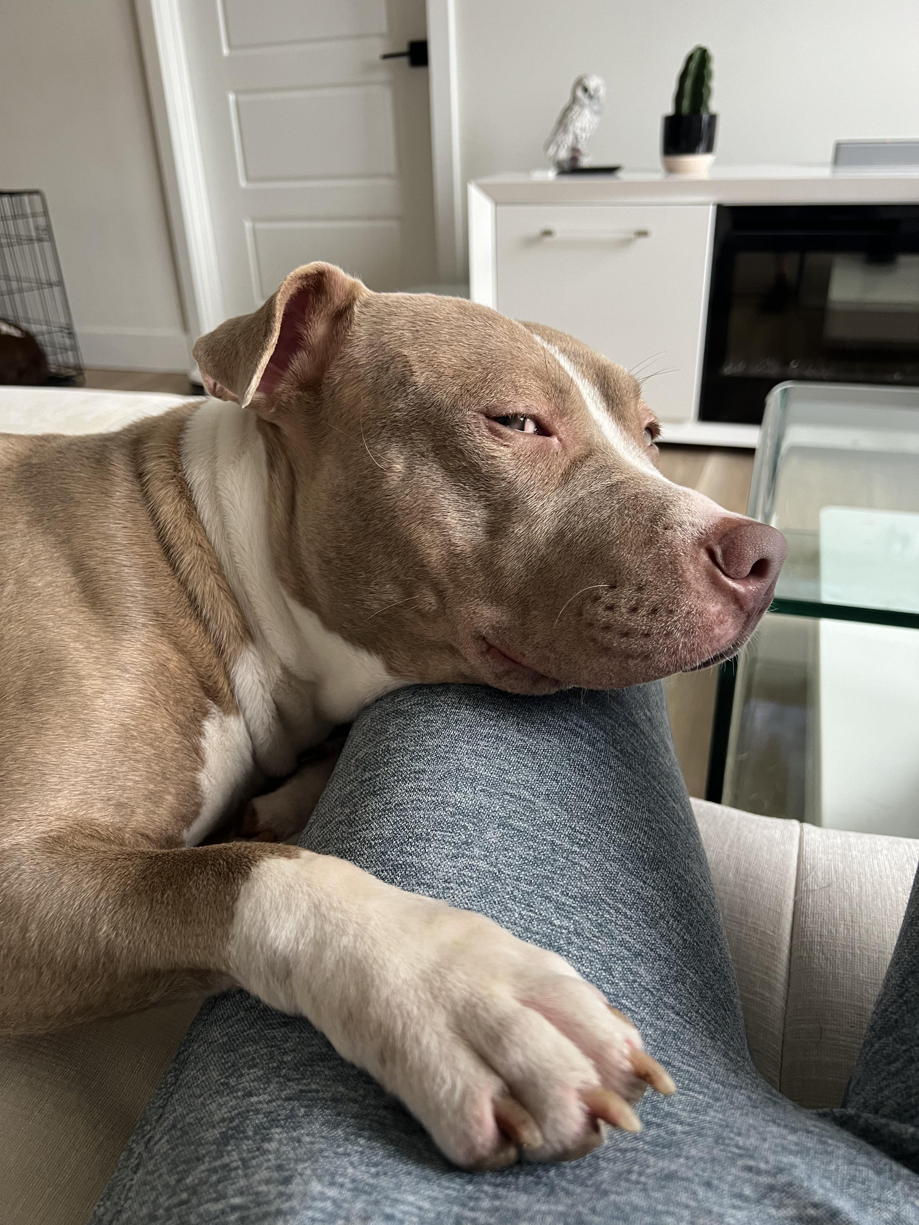 Toby, an adopted mixed breed in Coral gables, FL image 3/6