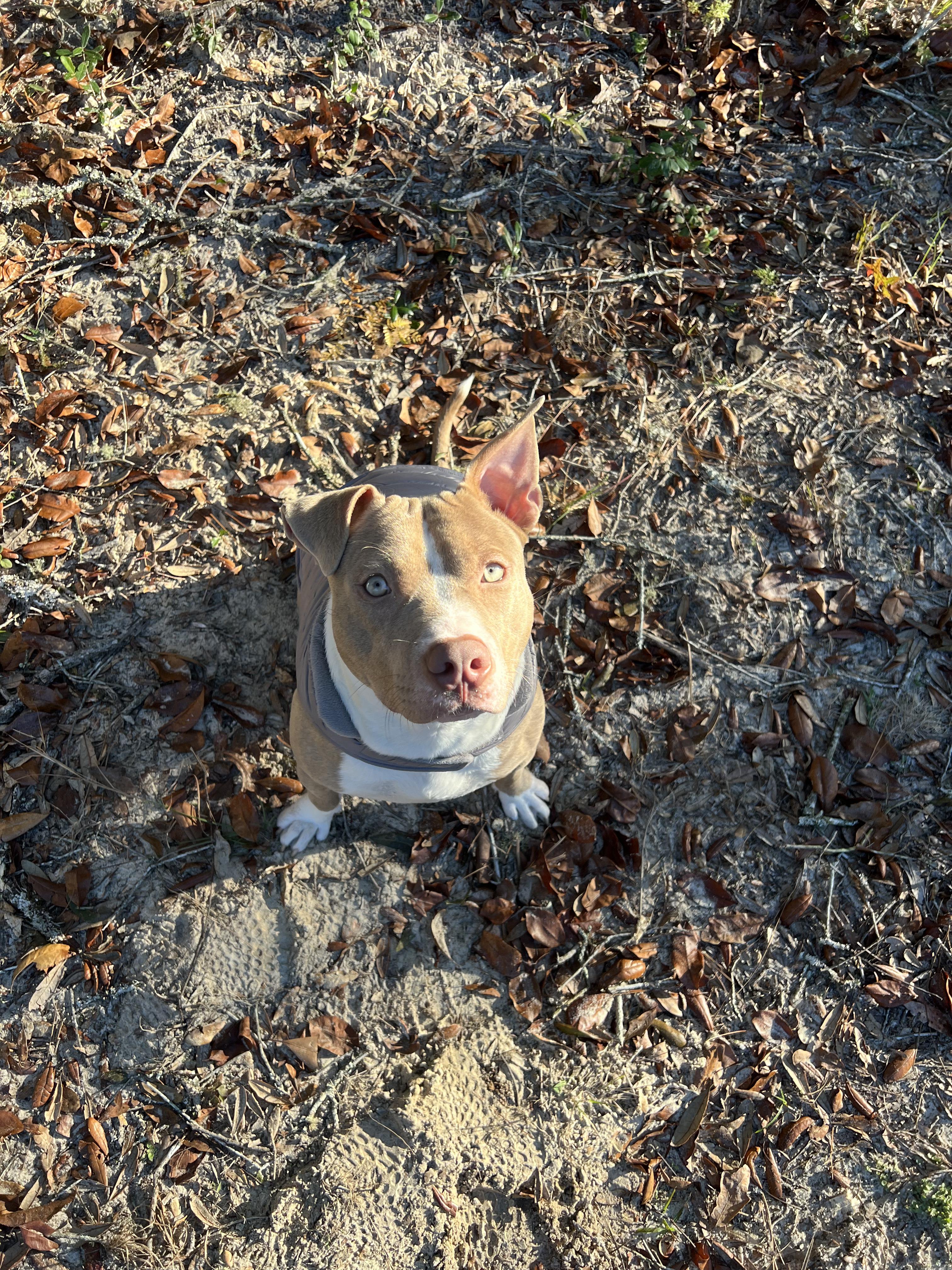 Toby, an adopted mixed breed in Coral gables, FL image 5/6