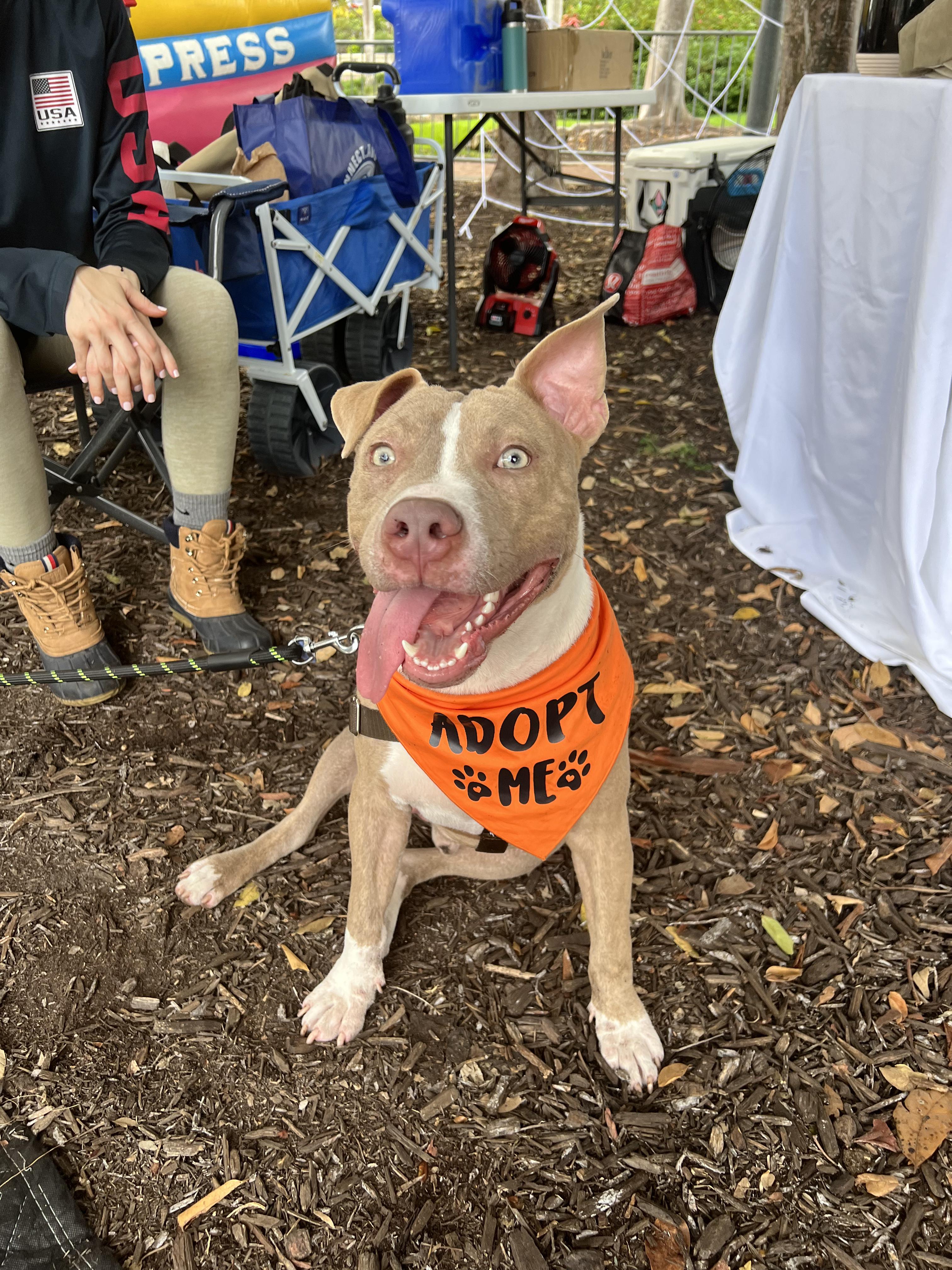 Toby, an adopted mixed breed in Coral gables, FL image 1/6