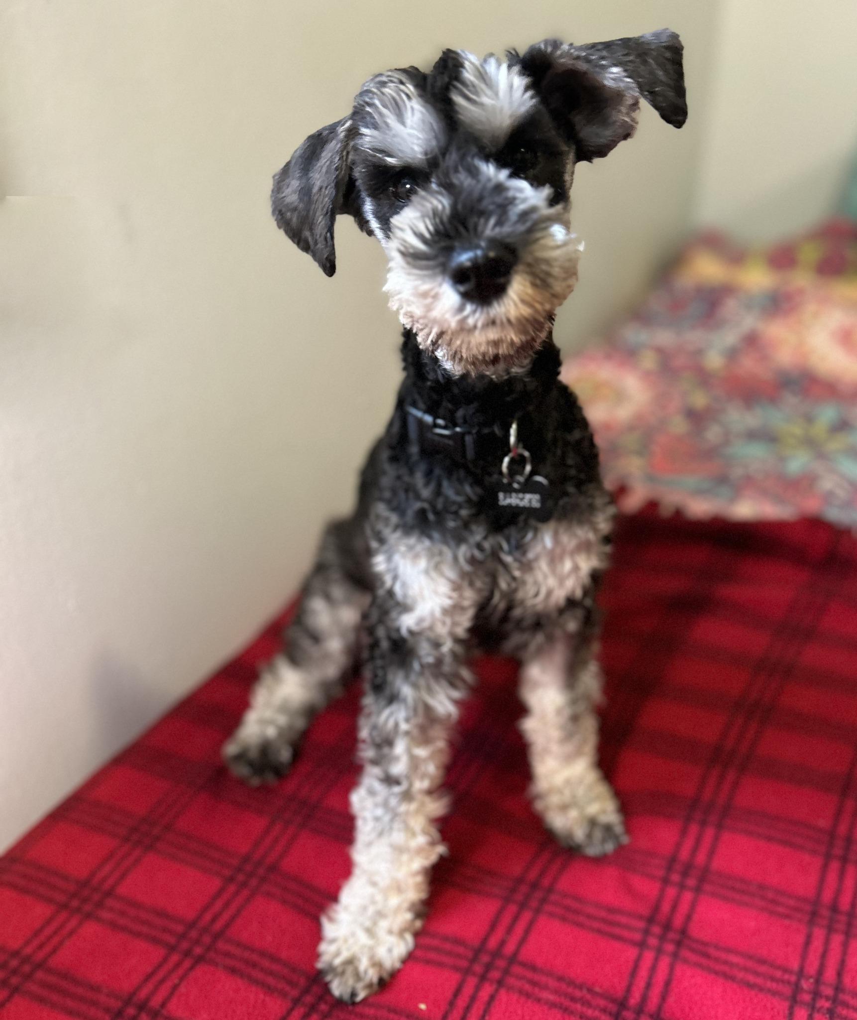 Enlarge GISELLE, an adopted Miniature Schnauzer in Montreal, QC image 1/1