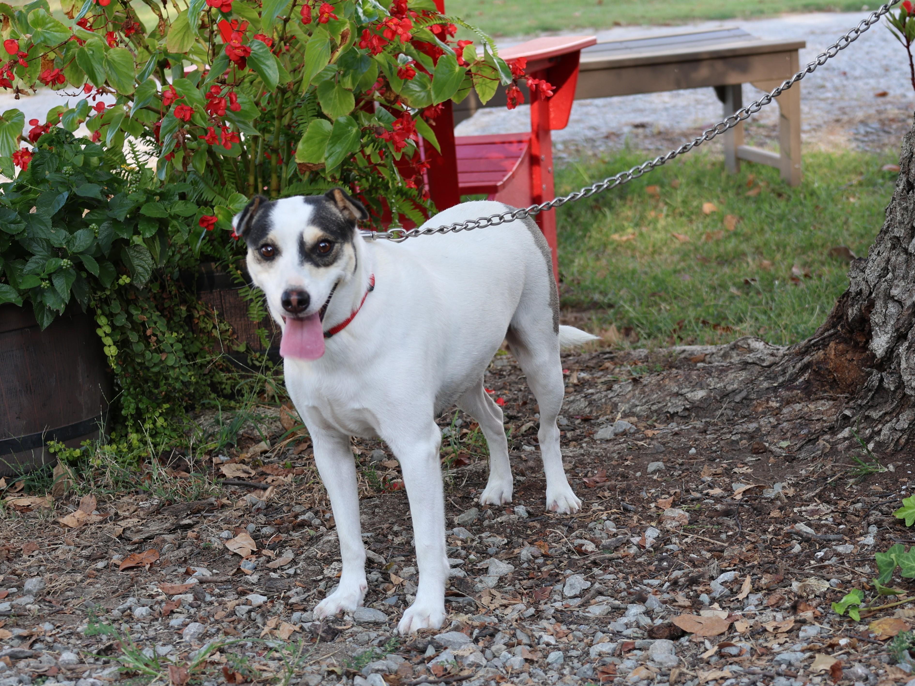 Sundi, Adoptable, Adult Female Feist & Mixed Breed.