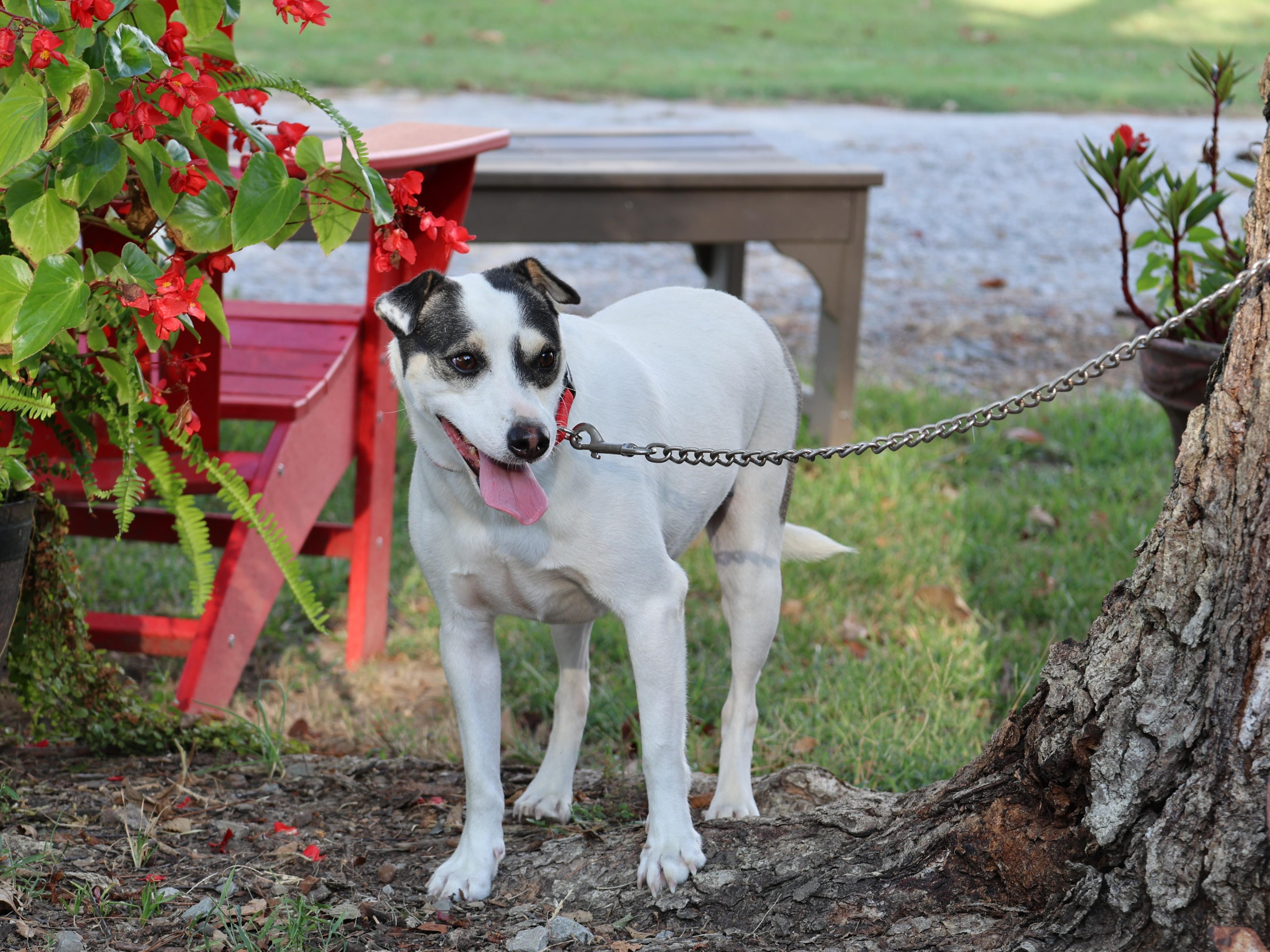 Enlarge Sundi, a Adoptable mixed breed in Medfield, MA image 3/3