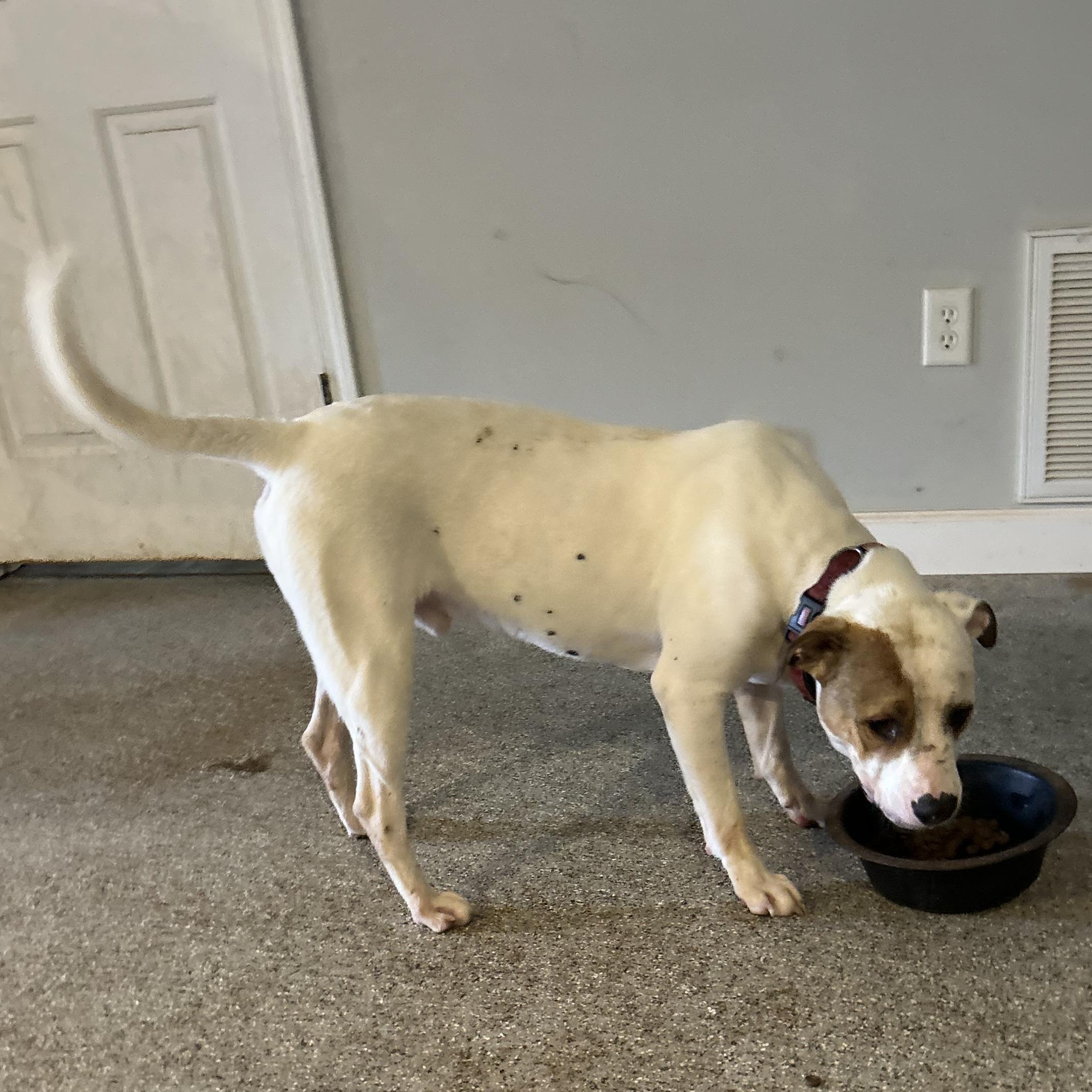 Petey Bubba photo 3