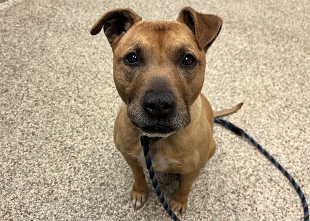 Enlarge CALI, a Adoptable mixed breed in Colorado Springs, CO image 1/1