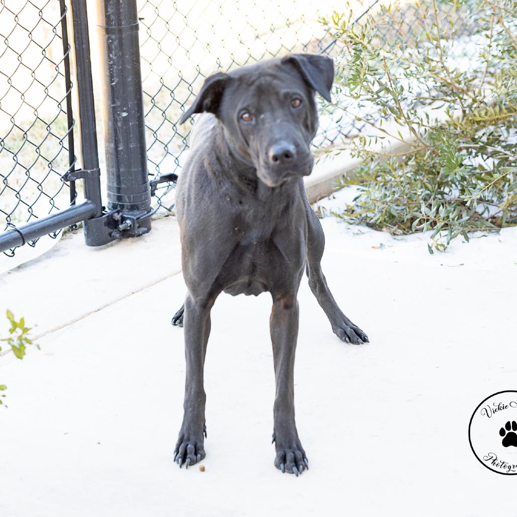 Enlarge Asterbolt, a Adoptable mixed breed in Abilene, TX image 1/3