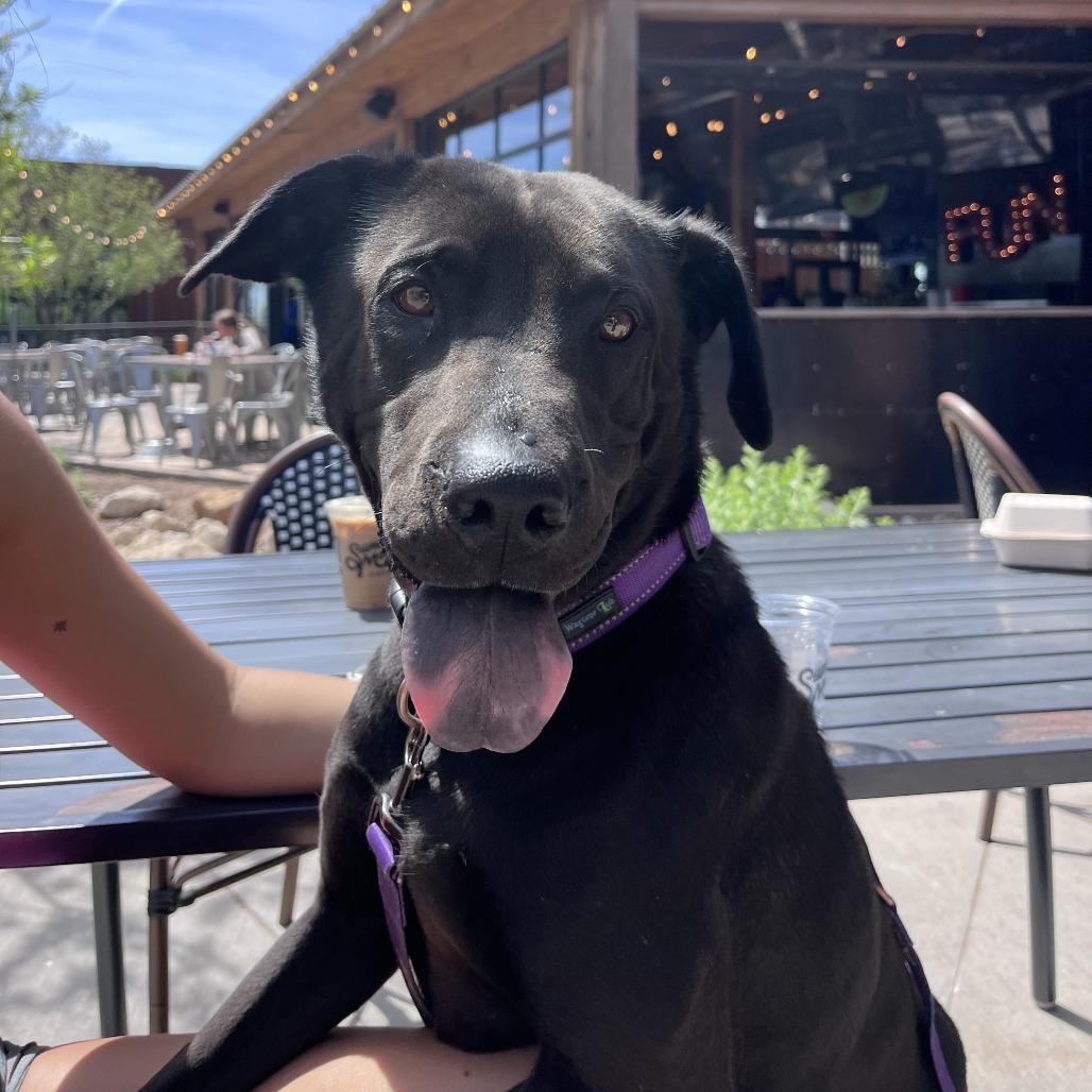 Enlarge Asterbolt, a Adoptable mixed breed in Abilene, TX image 3/6