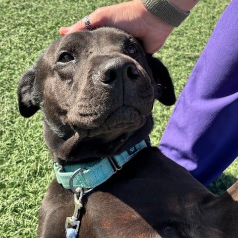 Enlarge Asterbolt, a Adoptable mixed breed in Abilene, TX image 2/3