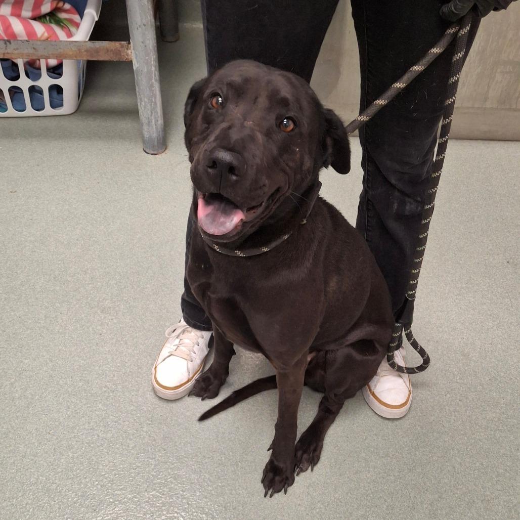 Enlarge Asterbolt, a Adoptable mixed breed in Abilene, TX image 3/3