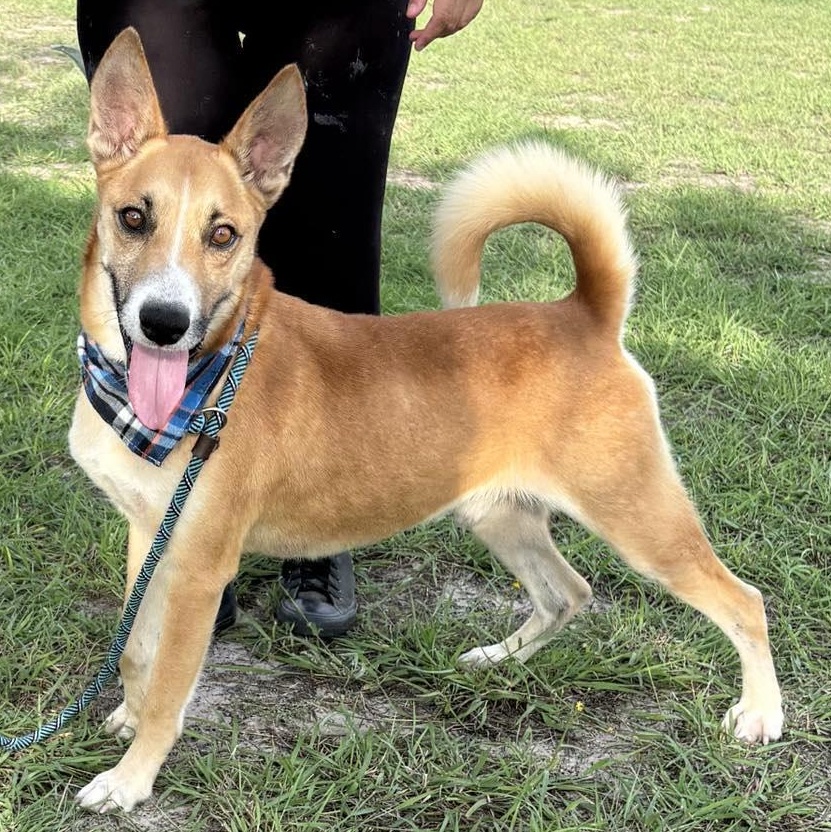 Flako — thumbnail 2