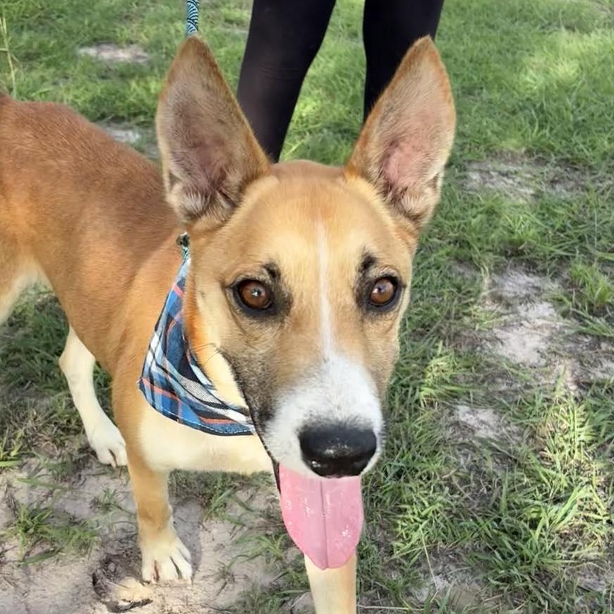 Flako — thumbnail 5