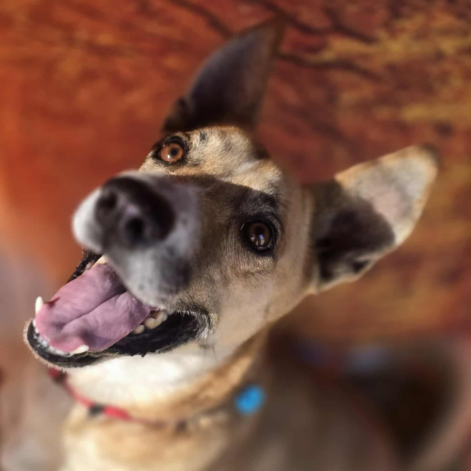 Flako — thumbnail 6