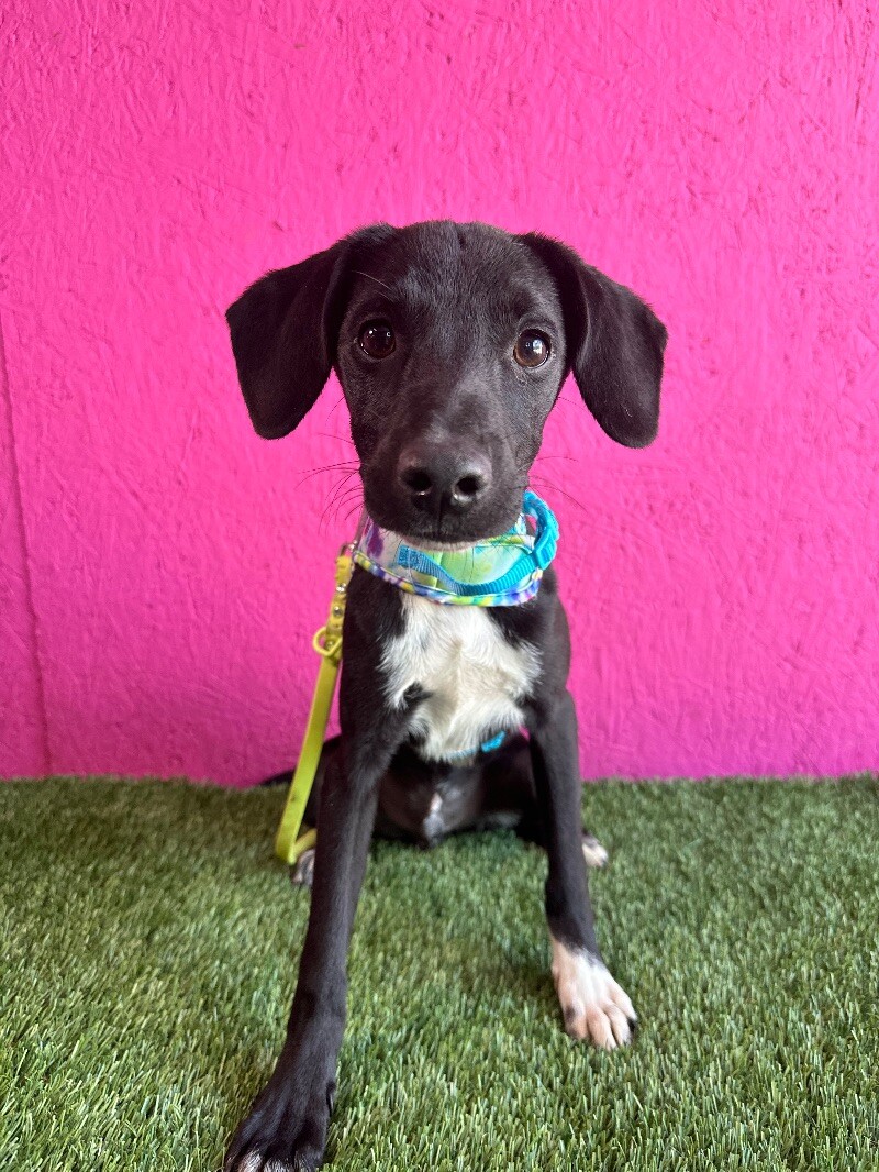 Dog for adoption League, a Beagle & Labrador Retriever Mix in Aliso