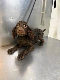Makoa, adopted, Puppy Male Boykin Spaniel.