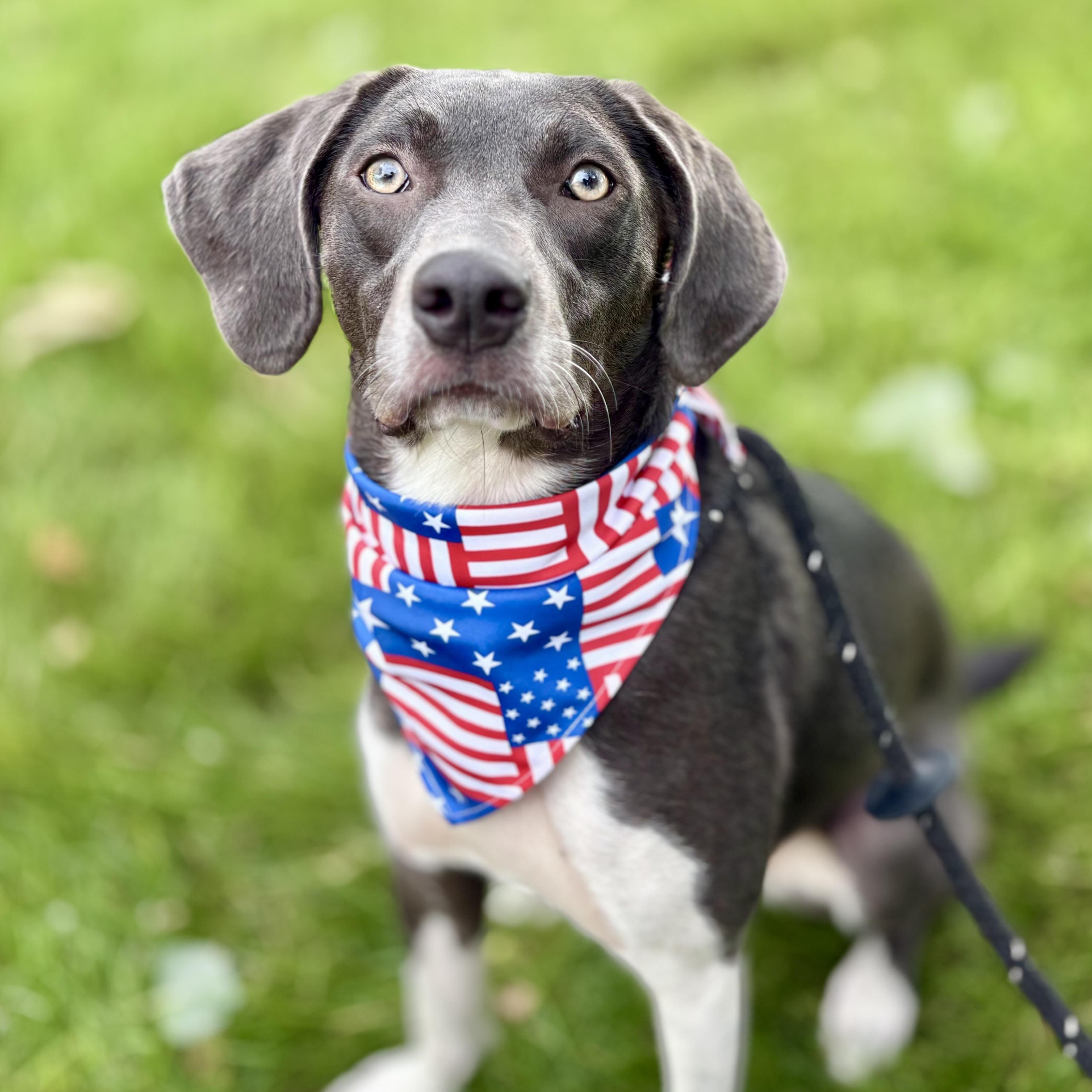 Winnie, Young Female Hound