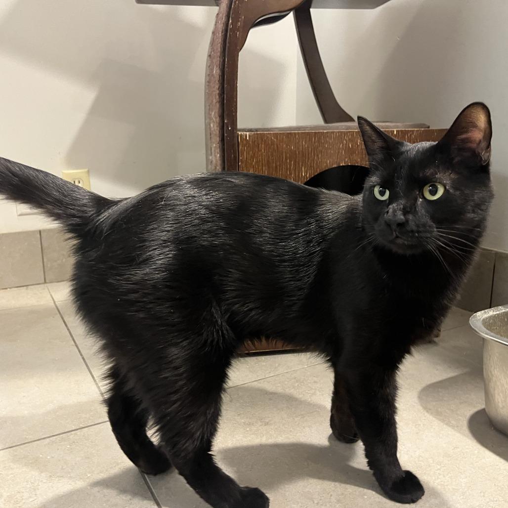 Enlarge Magic, a Adoptable Domestic Short Hair in Las Vegas, NV image 1/3