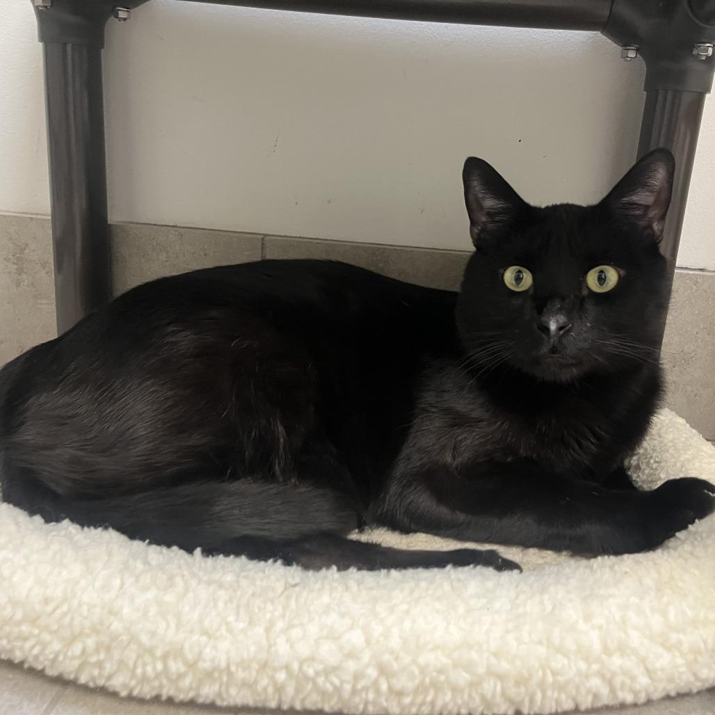 Enlarge Magic, a Adoptable Domestic Short Hair in Las Vegas, NV image 2/3