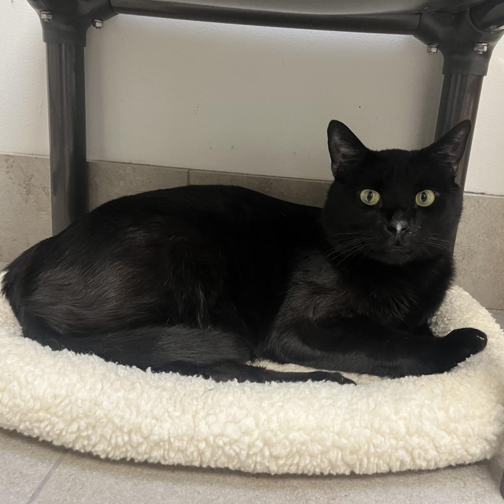 Enlarge Magic, a Adoptable Domestic Short Hair in Las Vegas, NV image 3/3