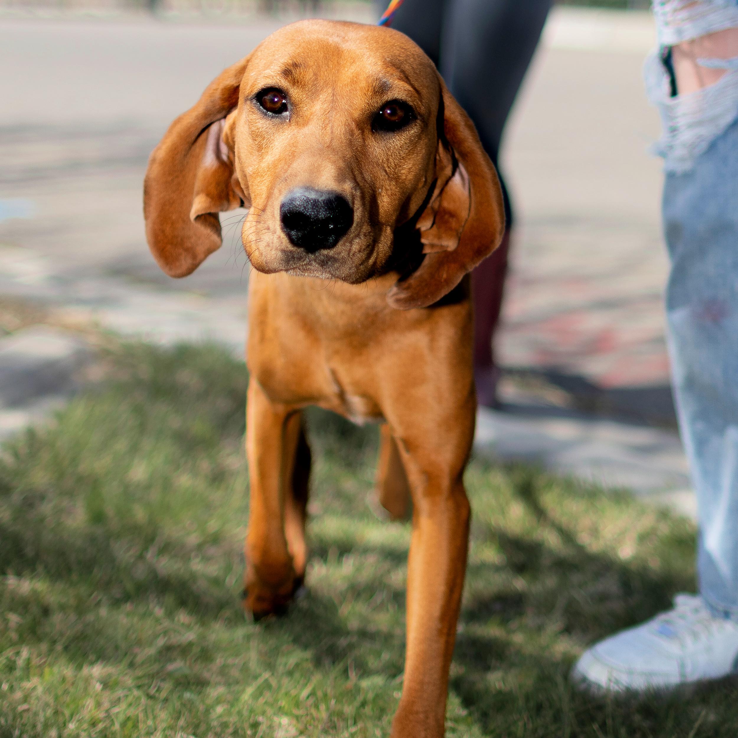 Enlarge Bonnie, a ADOPTABLE mixed breed in Lindon, UT image 6/6