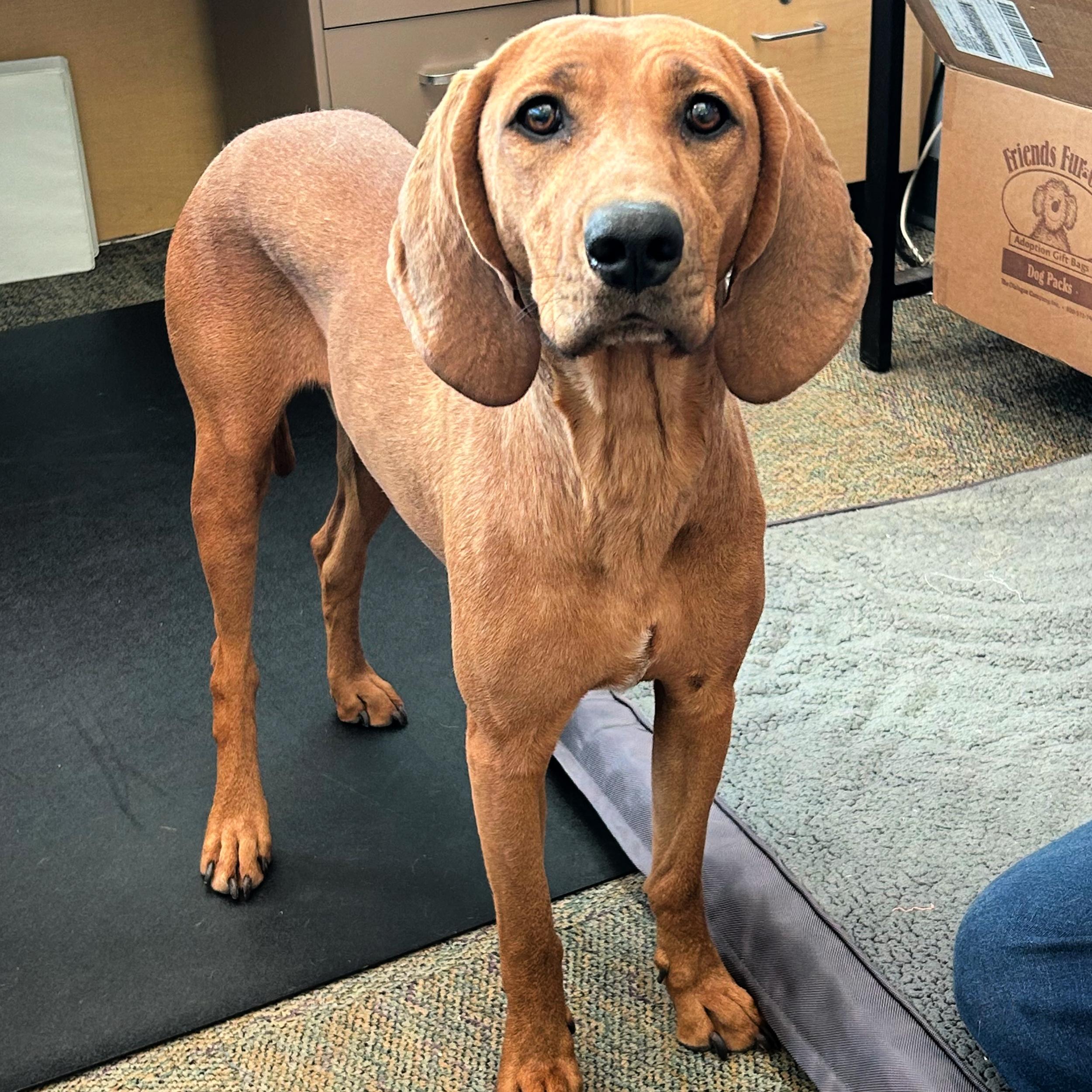 Enlarge Bonnie, a ADOPTABLE mixed breed in Lindon, UT image 4/6