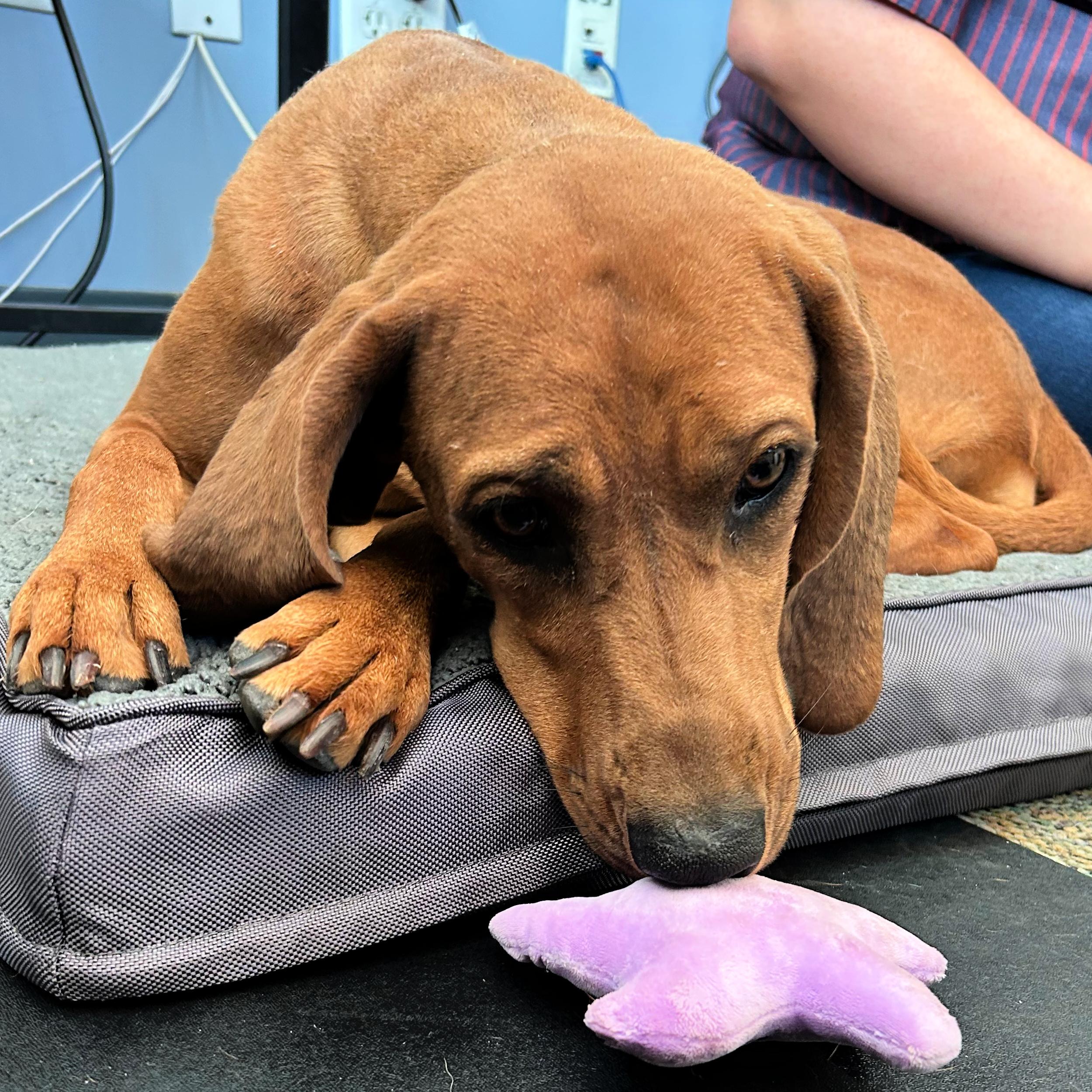 Enlarge Bonnie, a ADOPTABLE mixed breed in Lindon, UT image 5/6