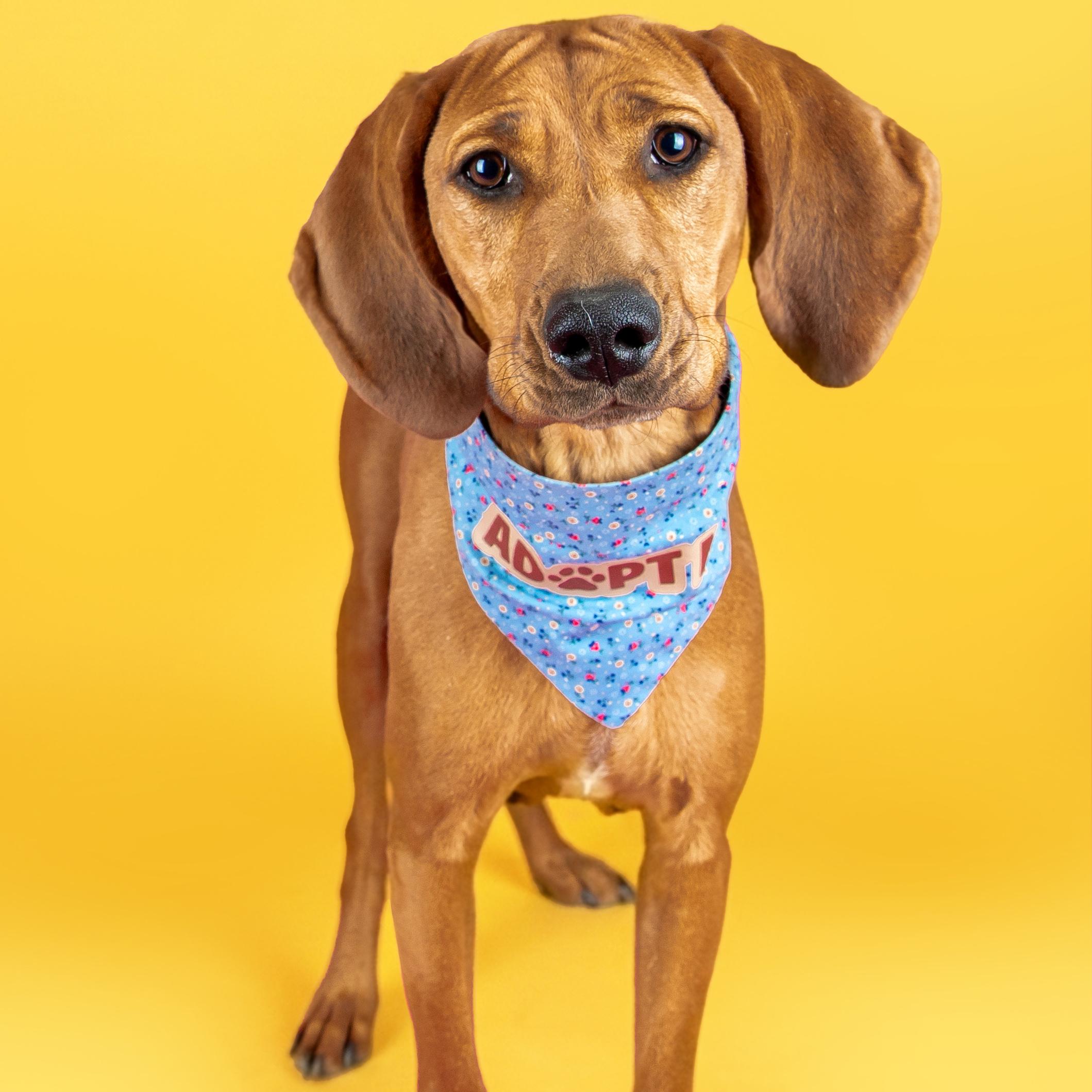 Bonnie, ADOPTABLE, Young Female Redbone Coonhound.