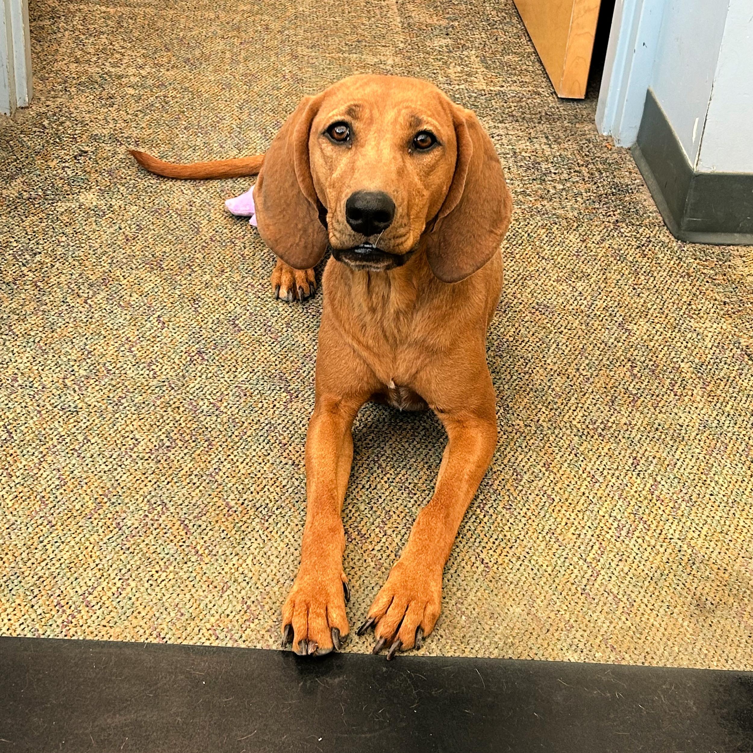 Enlarge Bonnie, a ADOPTABLE mixed breed in Lindon, UT image 3/6