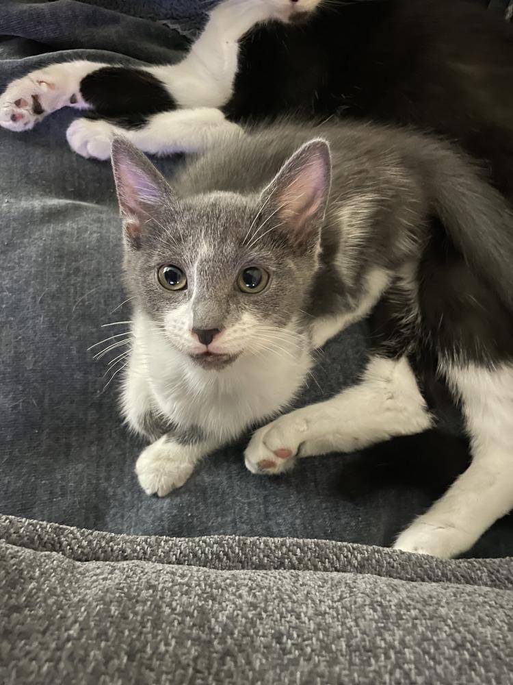 Enlarge Jessicats : Jasper, a Adoptable Domestic Short Hair in Aurora, IN image 1/6