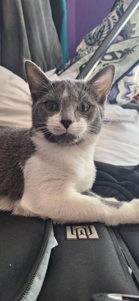 Enlarge Jessicats : Jasper, a Adoptable Domestic Short Hair in Aurora, IN image 2/6