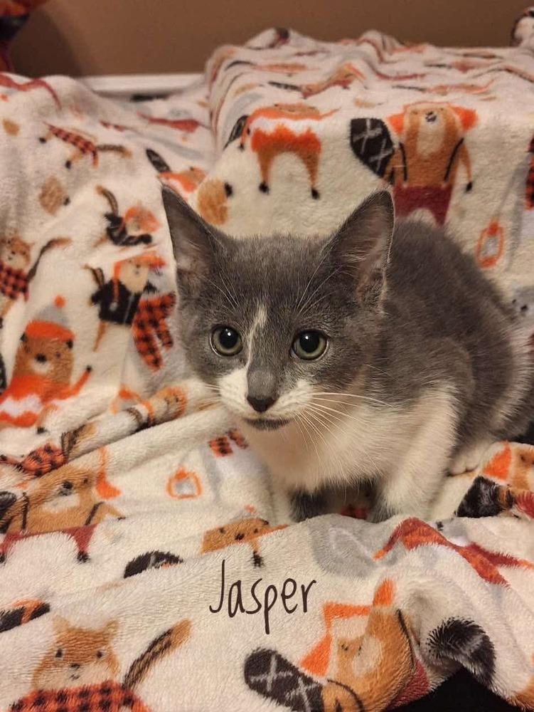 Enlarge Jessicats : Jasper, a Adoptable Domestic Short Hair in Aurora, IN image 3/6