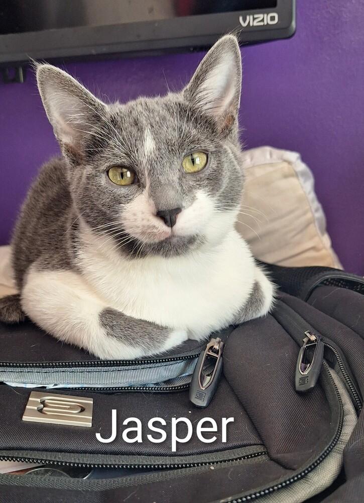 Enlarge Jessicats : Jasper, a Adoptable Domestic Short Hair in Aurora, IN image 5/6