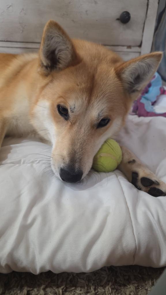 Enlarge Foxy Lady, a Adoptable mixed breed in Fayetteville, AR image 1/6