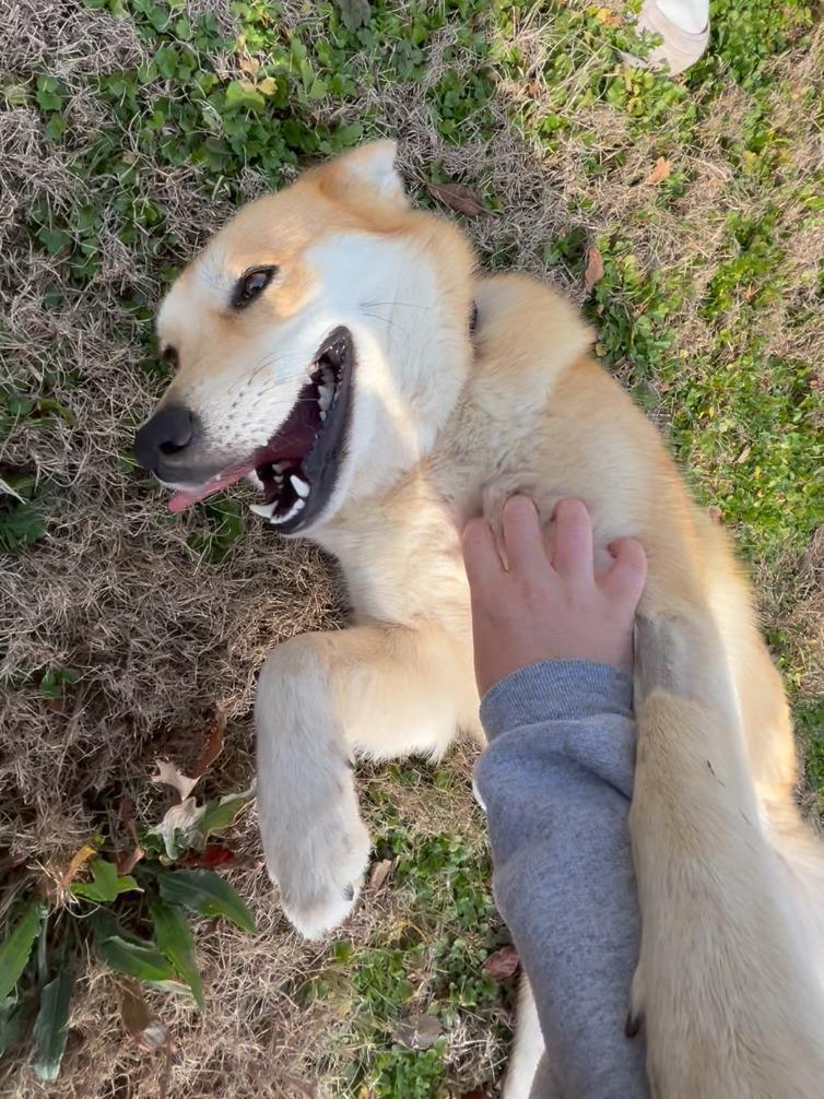 Enlarge Foxy Lady, a Adoptable mixed breed in Fayetteville, AR image 2/6