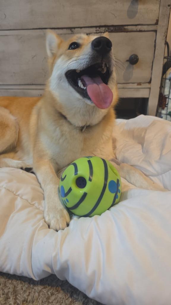 Enlarge Foxy Lady, a Adoptable mixed breed in Fayetteville, AR image 3/6