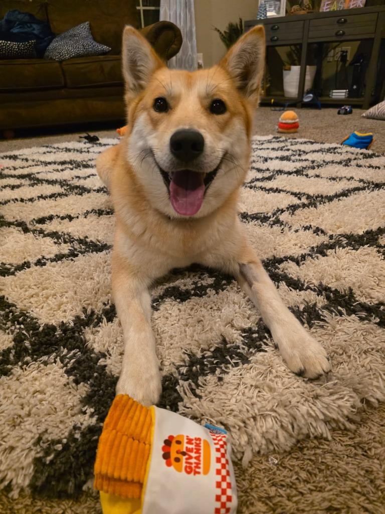 Enlarge Foxy Lady, a Adoptable mixed breed in Fayetteville, AR image 4/6