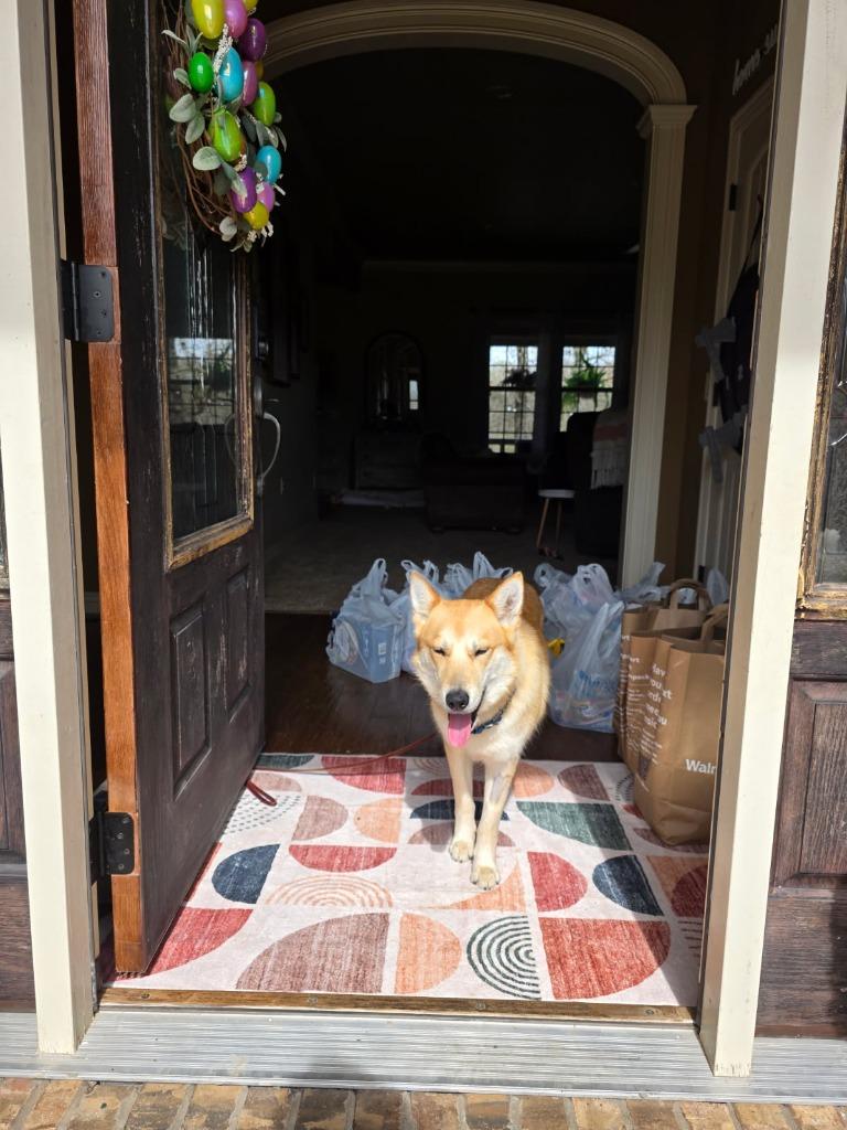 Enlarge Foxy Lady, a Adoptable mixed breed in Fayetteville, AR image 5/6