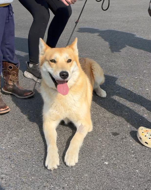 Enlarge Foxy Lady, a Adoptable mixed breed in Fayetteville, AR image 6/6