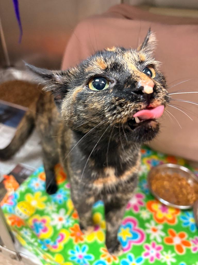 Goldie, Adoptable, Kitten Female Domestic Short Hair.