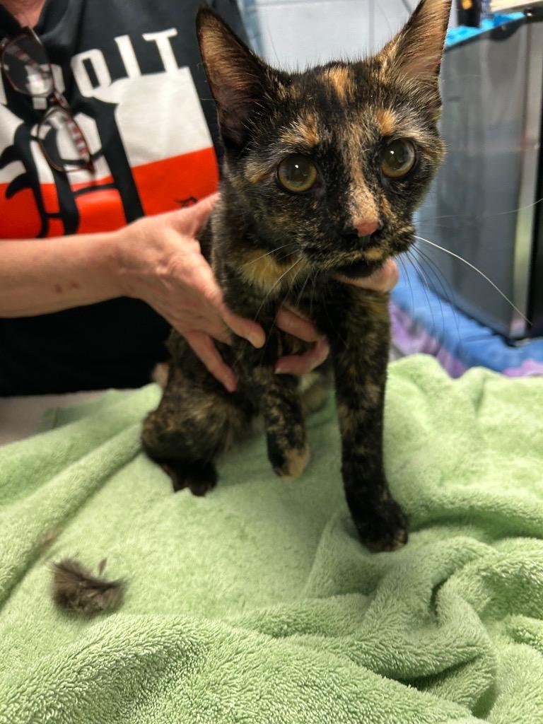 Enlarge Goldie, a Adoptable mixed breed in Detroit, MI image 2/2