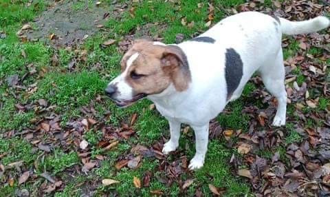 Jefferson, Adoptable, Adult Male Mixed Breed.