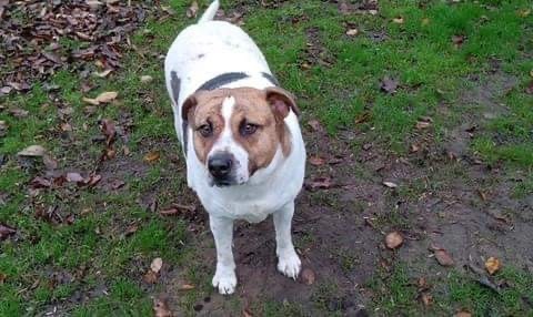 Jefferson, a Adoptable Mixed Breed in Denison, TX image 2/12