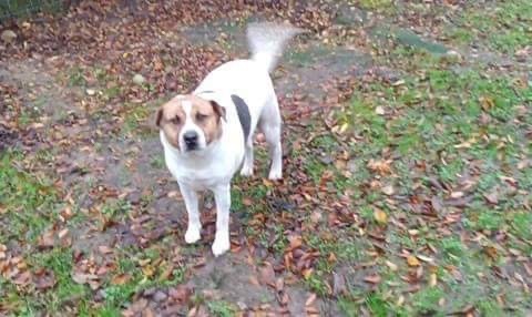 Jefferson, Adoptable, Adult Male Mixed Breed.