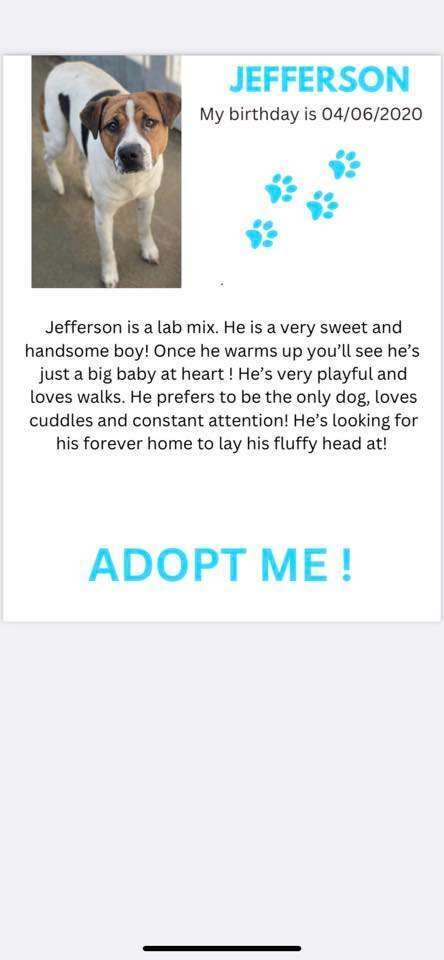 Jefferson, a Adoptable Mixed Breed in Denison, TX image 4/12