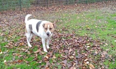 Jefferson, a Adoptable Mixed Breed in Denison, TX image 5/12